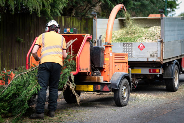 How Our Tree Care Process Works  in  Ford City, CA